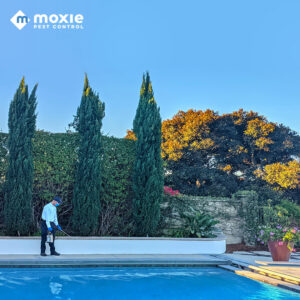 A Moxie Pest Control Bentonville technician spraying around a residential pool area for pest control in Springdale, AR.