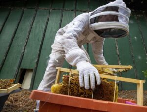 A technician carefully transferring honeycomb into a bee box during an extraction by A&E Bee Extraction and Control in Mount Pleasant, SC.