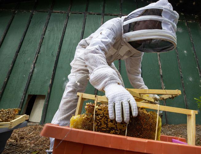 A technician carefully transferring honeycomb into a bee box during an extraction by A&E Bee Extraction and Control in Mount Pleasant, SC.
