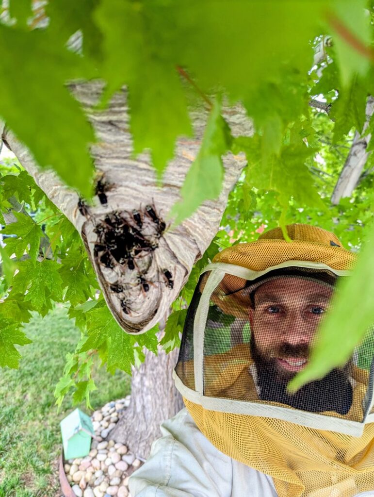 A technician in a protective suit next to a large wasp nest in a tree, performing removal for Elevated Pest Control LLC in Berthoud, CO.