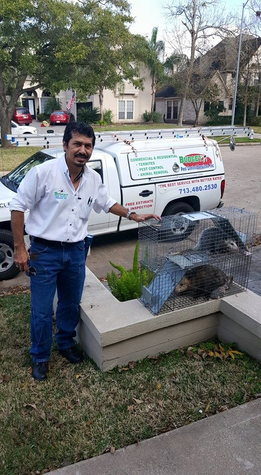 A Budget Pest Control Services Inc. technician with two opossums captured in live traps in Houston, TX