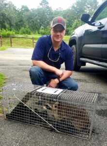 A technician crouching next to a live trap containing a captured raccoon, demonstrating wildlife removal by Varmint Eviction Wildlife Removal Services in Tallahassee, FL.