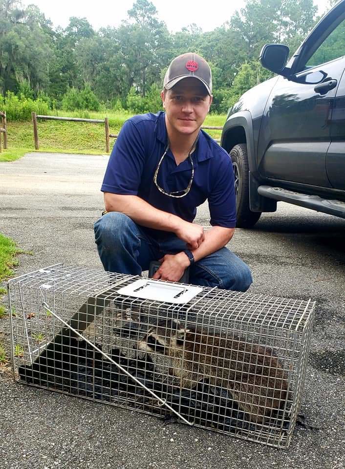 A technician crouching next to a live trap containing a captured raccoon, demonstrating wildlife removal by Varmint Eviction Wildlife Removal Services in Tallahassee, FL.