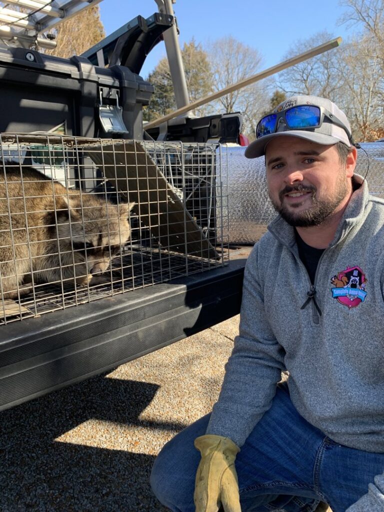 A Complete Animal Removal USA technician kneeling next to a raccoon in a trap in Louisville, KY.