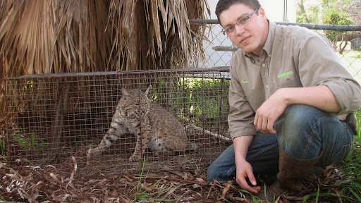 A Critter Gitters technician kneeling next to a safely trapped bobcat in Lakeside, CA.
