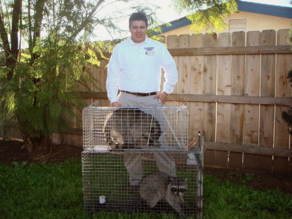 A Critter Gitters technician standing with two raccoons safely trapped in cages in Lakeside, CA.