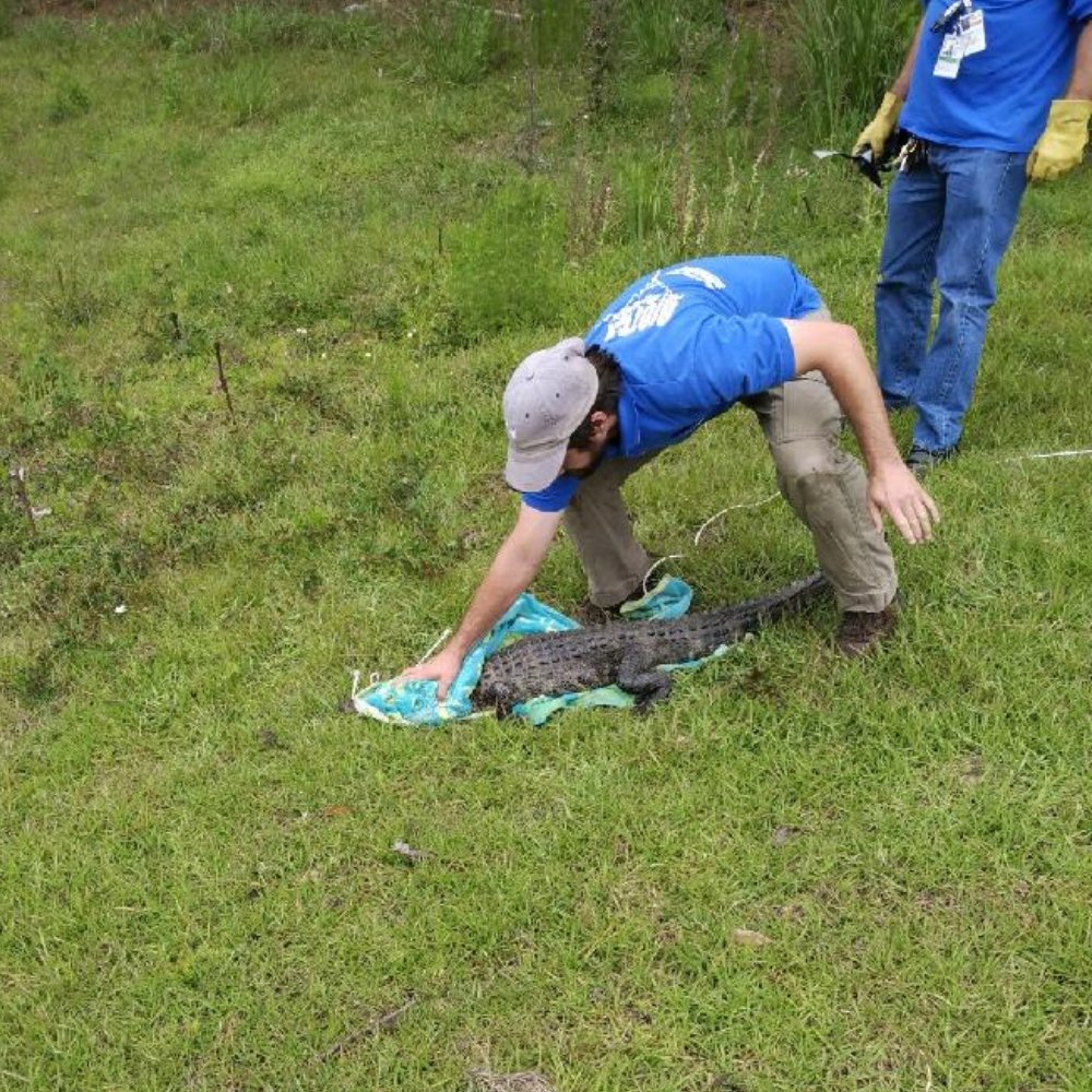 Biotech Pest Management technicians carefully handling a small alligator during a wildlife control job in Summerville, SC.