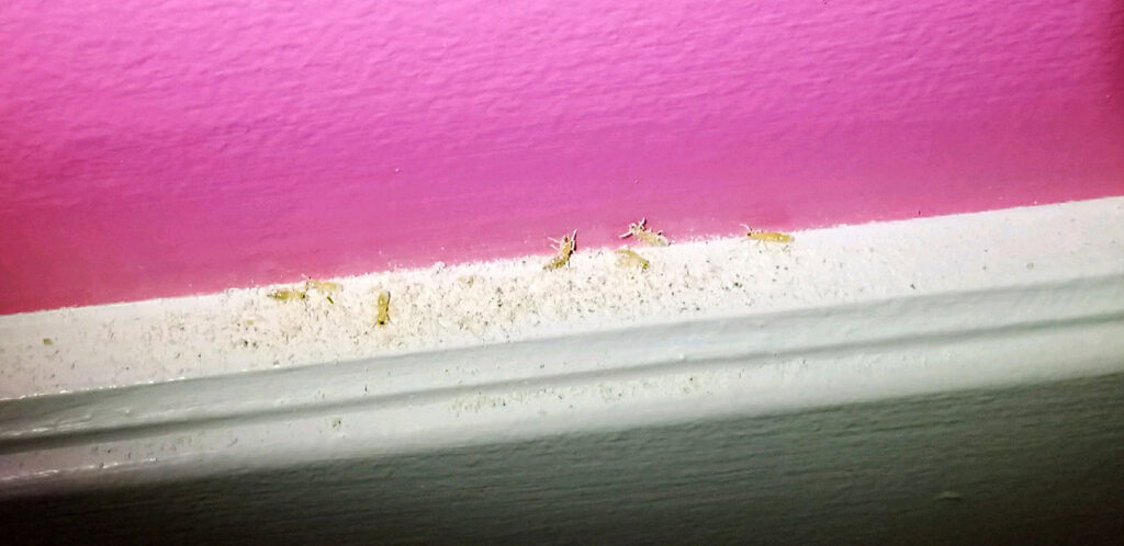 Evidence of termite activity along a baseboard, indicating a pest problem for 1st Choice Lawn & Pest Solutions in Hastings, NE.
