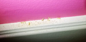 Evidence of termite activity along a baseboard, indicating a pest problem for 1st Choice Lawn & Pest Solutions in Hastings, NE.