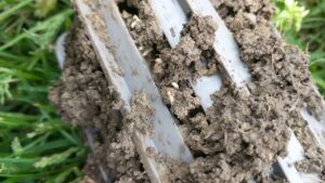 A close-up of a termite bait station being inspected by Ampulex Environmental Solutions in Oxford, OH, showing active termites.