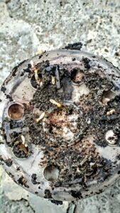 A close-up of a termite bait station showing active termites, indicating an ongoing treatment by Ampulex Environmental Solutions in Oxford, OH.