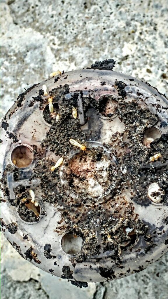 A close-up of a termite bait station showing active termites, indicating an ongoing treatment by Ampulex Environmental Solutions in Oxford, OH.