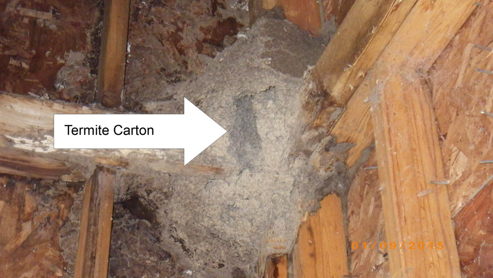 A clear view of a termite carton or mud tube on wooden framing, indicating active termite infestation for AllPro Pest Management in Charleston, SC.
