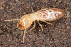 A close-up view of a termite, a common pest handled by Perdue Exterminators in Roanoke, VA.