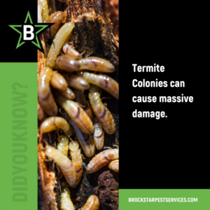 A close-up view of a termite colony, showing the pests that BrockStar Pest Services handles in Austin, TX.