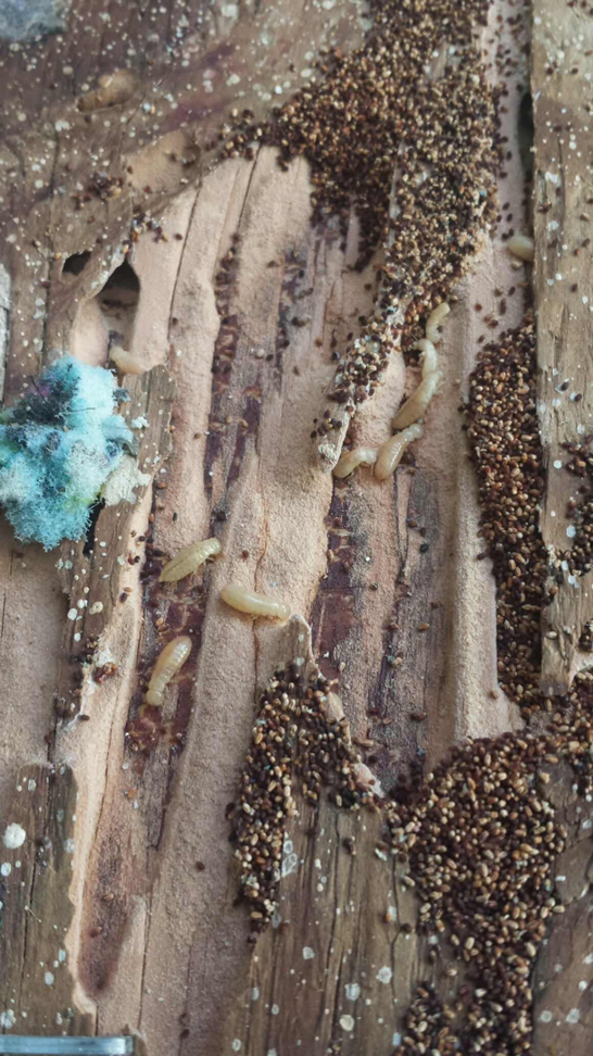 A visible termite colony and frass in damaged wood, indicating a severe infestation handled by Vital Pest Solutions in San Marcos, CA
