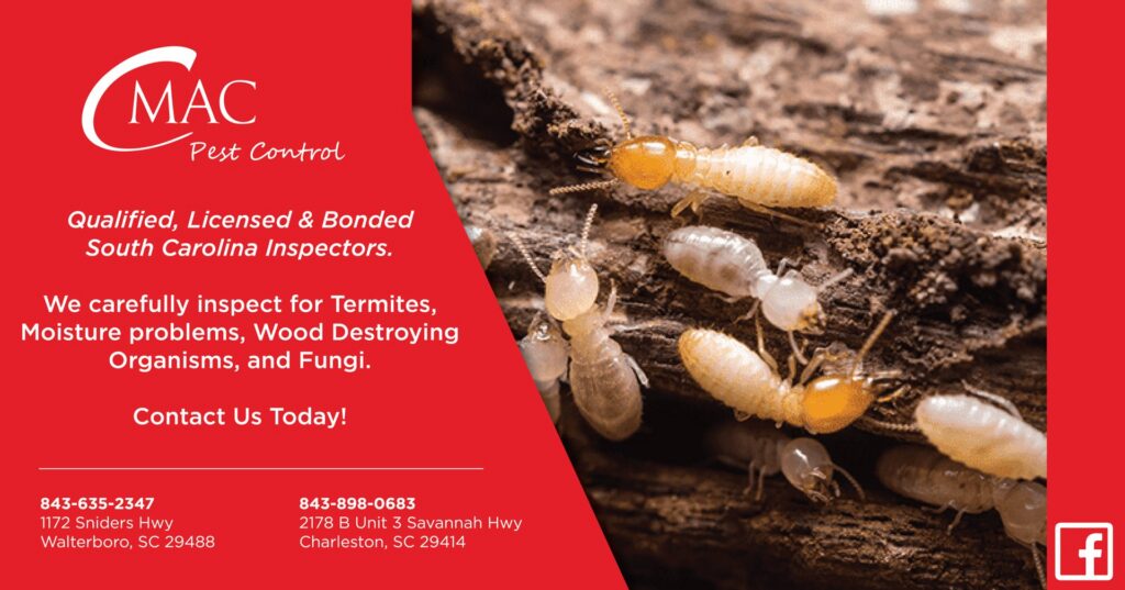 A termite colony causing damage to wood, a pest control issue resolved by CMac Pest Control in Charleston, SC.