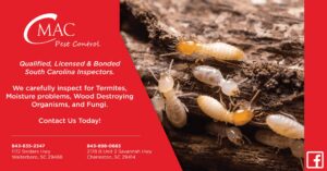 A termite colony causing damage to wood, a pest control issue resolved by CMac Pest Control in Charleston, SC.