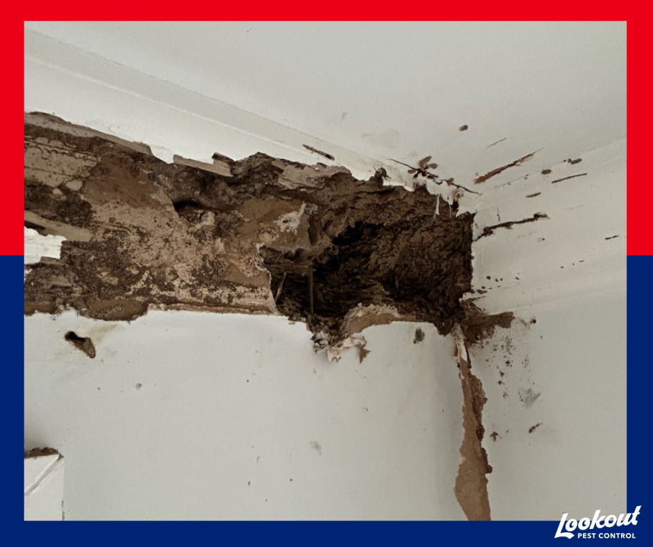 Significant termite damage visible in a wall, requiring pest control services from Lookout Pest Birmingham, AL.