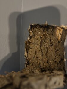 Severe termite damage and active infestation visible in a wall, addressed by Port City Pest Control in Summerville, SC.