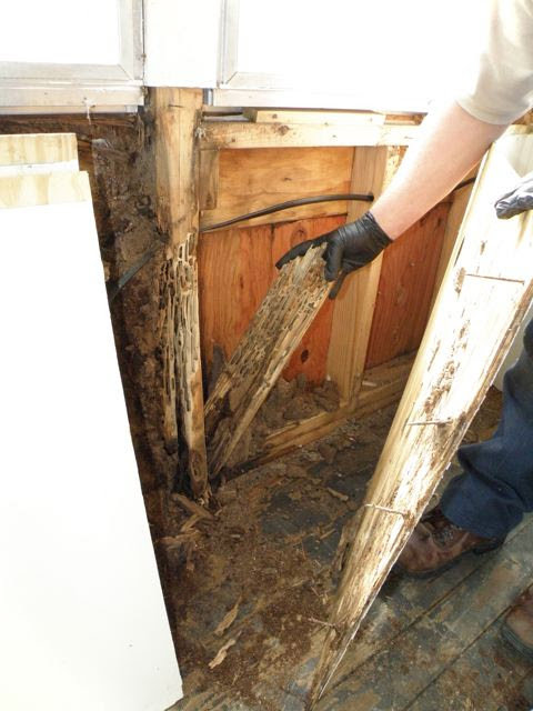 A technician inspecting severe termite damage to wooden structures, a service by Perimetek Pest Management in East Syracuse, NY.