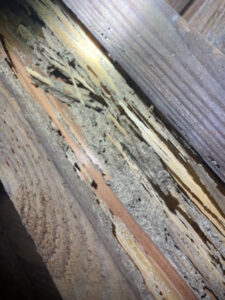 Close-up view of severe termite damage on wooden beams, indicating a pest control issue in Columbus, GA