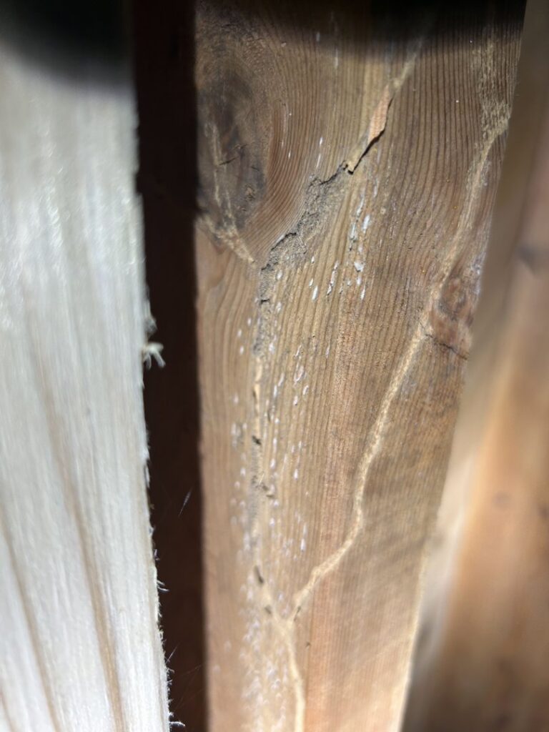 Close-up of a wooden beam showing clear signs of termite damage and mud tubes, inspected by Reliable Pest Management in Springfield, MO.