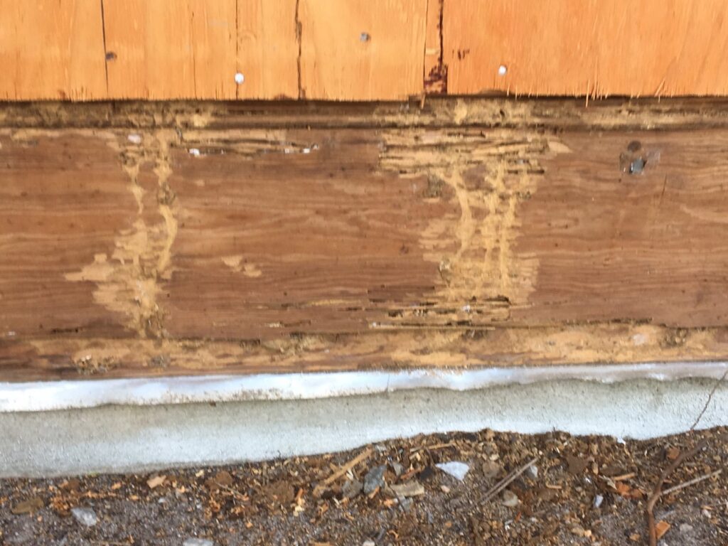 Termite damage visible on a wooden board near the foundation, indicating a pest control need by Pest by MD in Jersey City, NJ.
