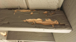 Close-up of a wooden beam showing significant termite damage, addressed by Vital Pest Solutions in San Marcos, CA