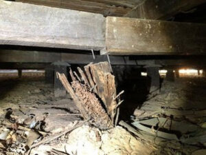 Extensive termite damage visible on subfloor wooden beams and posts, requiring treatment from Stewarts Pest Control Perth, WA.