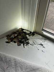 Significant termite damage visible on a window frame, requiring repair and treatment from Genesis Termite and Pest Control in New Holland, PA.