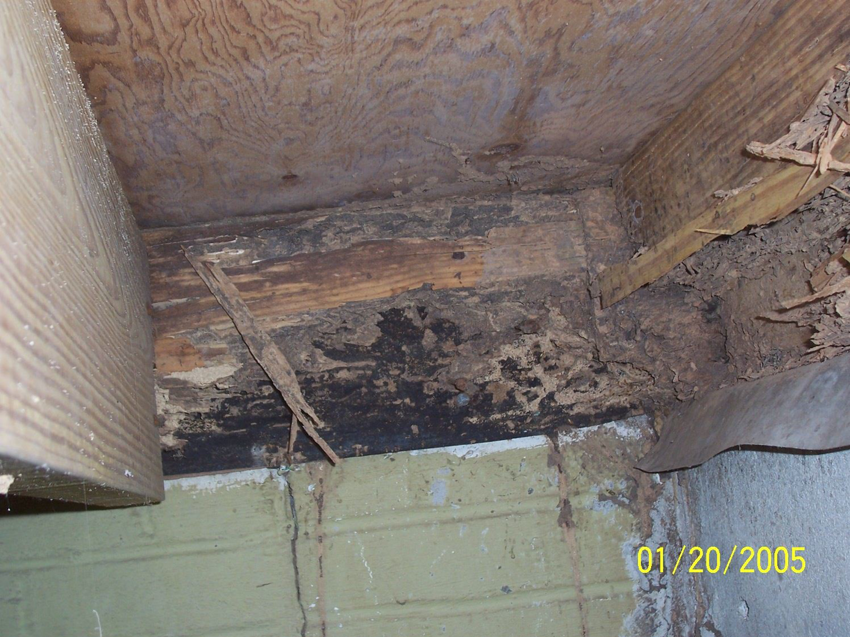 Close-up of severe termite damage on wooden beams, showing the need for pest control services from AllPro Pest Management in Charleston, SC.