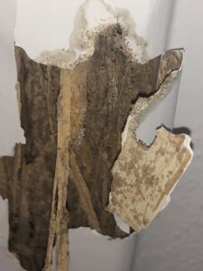 Close-up of severe termite damage to wood and drywall, indicating a pest issue addressed by Globe Pest Inc in Miami, FL.