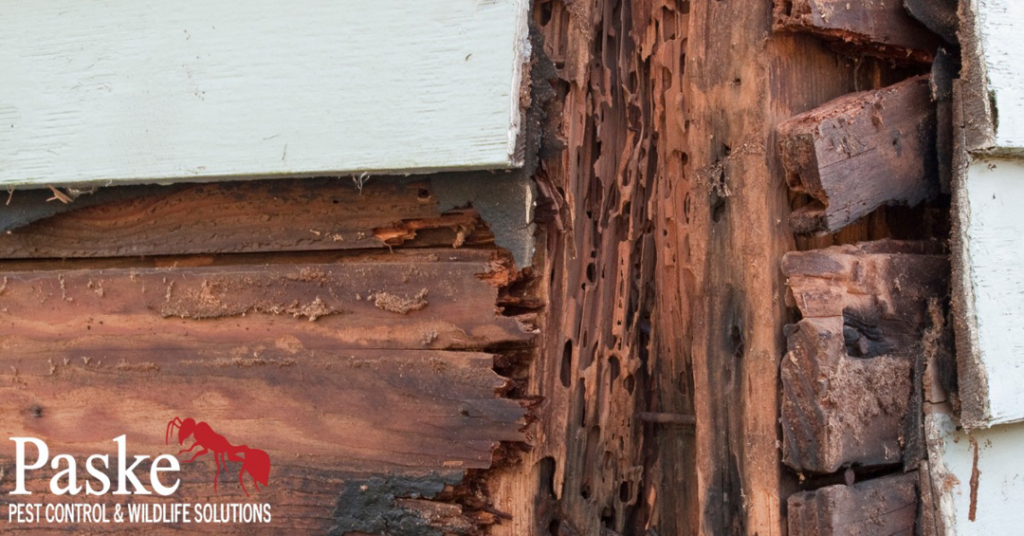 Severe termite damage on wooden siding, showing a pest control need for Paske Pest Control & Wildlife Solutions in Cape Coral, FL.