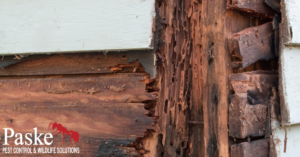 Severe termite damage on wooden siding, showing a pest control need for Paske Pest Control & Wildlife Solutions in Cape Coral, FL.