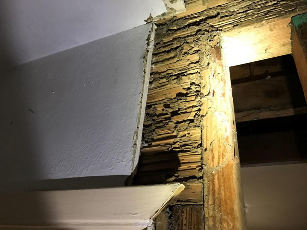 Severe termite damage to wood framing inside a wall, indicating a pest control issue for Omega Termite and Pest Control in Oakland, CA.