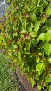 Clear termite damage visible on a wooden beam during a pest inspection by Sure Shot Pest Solutions in Fort Lauderdale, FL.