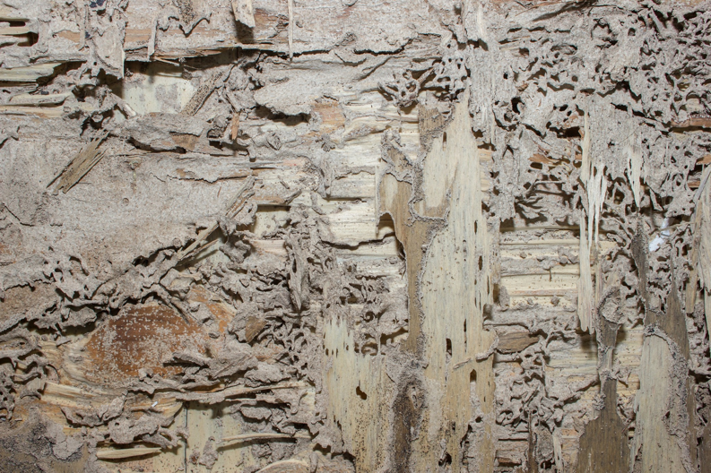 Severely damaged wood showing extensive termite activity, a common issue addressed by Brownco Pest Control in Wilmington, DE.