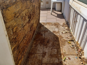 A severely termite-damaged wooden wall requiring pest control services from Zip Zap Termite & Pest Control in Mesa, AZ