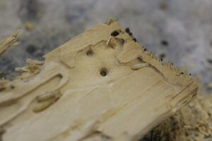 Close-up of wood severely damaged by termites, showing tunnels and larvae, indicating termite control services from Termite Lawn And Pest, Inc in Orlando, FL.