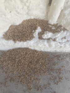 Close-up of termite frass (droppings) indicating a pest infestation, addressed by Steadfast Pest Control in Queen Creek, AZ.