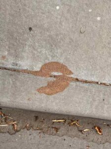 Termite frass (wood dust) visible on concrete, indicating a termite infestation requiring treatment from Bernard's Pest in Glendale, AZ.