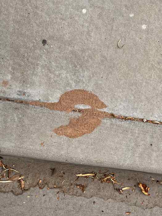 Termite frass (wood dust) visible on concrete, indicating a termite infestation requiring treatment from Bernard's Pest in Glendale, AZ.