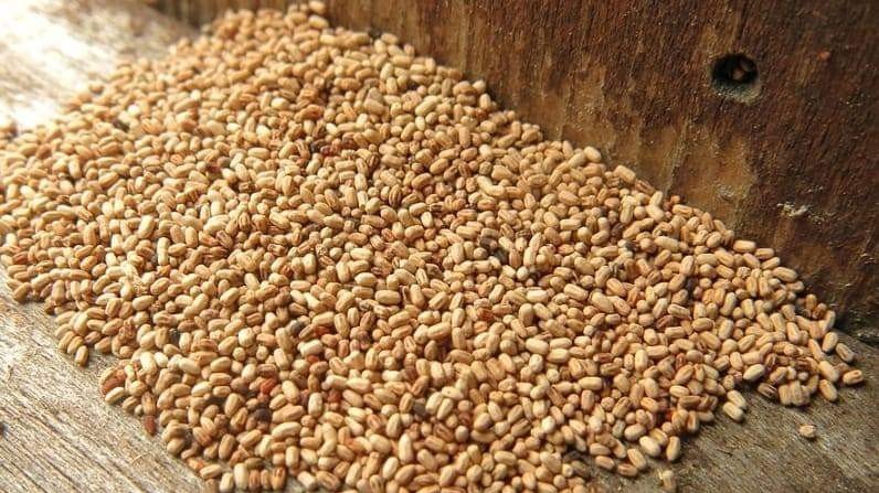 A pile of termite frass (droppings) on a wooden surface, indicating an infestation, handled by United Termite Control in San Marcos, CA.