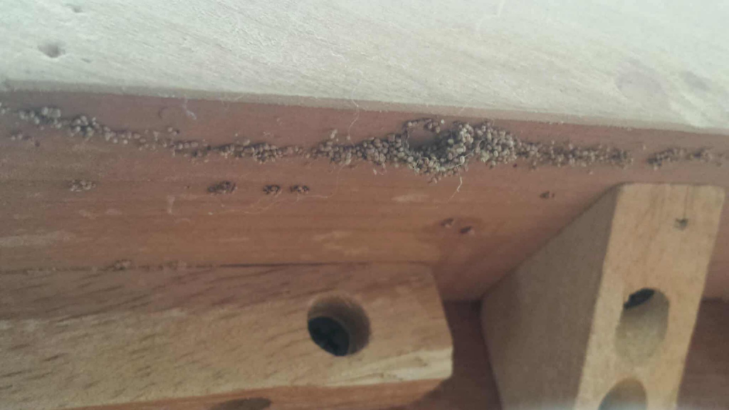 Termite frass and mud tubes visible on a wooden surface, indicating pest activity for Vital Pest Solutions in San Marcos, CA