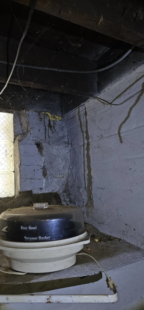 Termite infestation with mud tubes visible on a concrete wall and wooden beams in a basement corner, handled by MJ's Absolute Solutions in Parma, OH.