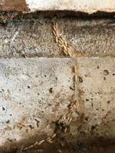 Evidence of a termite infestation with larvae visible on a concrete wall by Elite Pest Control, LLC in Philadelphia, PA.