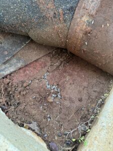 Termite infestation on the ground, a pest control issue for Affordable Professional Termite and Pest Control in Phenix City, AL.