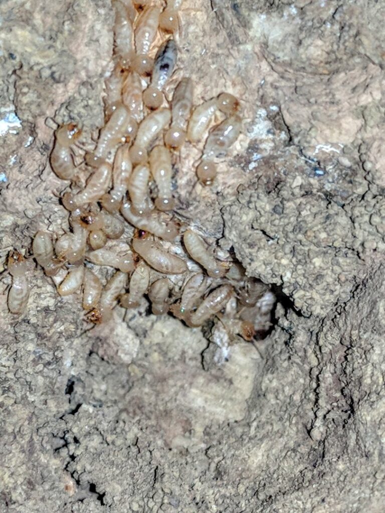 A close-up of a termite infestation within a mud tube, a common problem addressed by Ampulex Environmental Solutions in Oxford, OH.