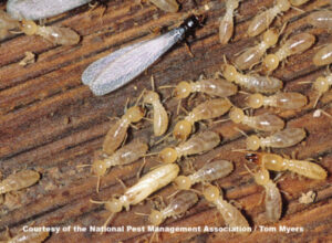 A close-up of a termite infestation with workers and a winged reproductive on damaged wood by Norman Pest Control in Norman, OK.